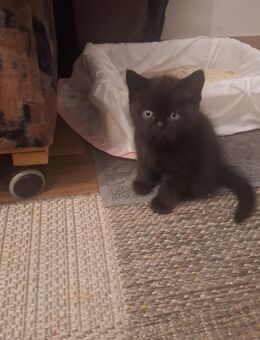 BKH-Kitten - Ludwigsfelde Zentrum