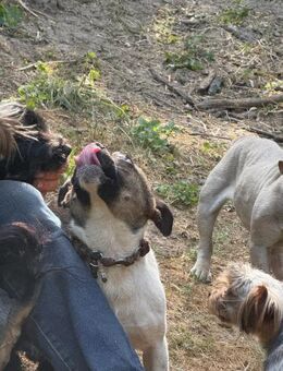 Boby neues Zuhause .... - Frankfurt (Main)