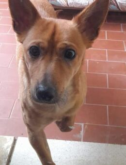 Whisky 💜💜💜 sucht menschliche Nähe - Bad Karlshafen
