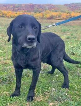 Alois hat sein schönes Zuhause verloren - Schwarmstedt