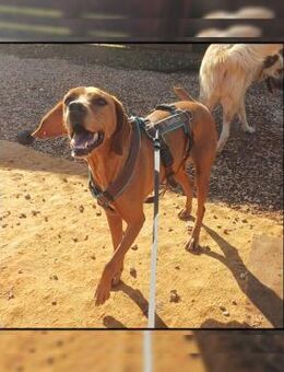 Katzenverträgliche Vizsla Mix Hündin :-) - Meinerzhagen