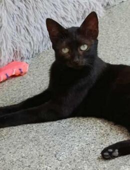 Entzückende KIKi 1,5 Jahre jung❤️ - Stelle