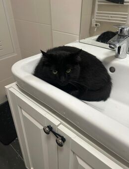 Katzen suchen dringend ein liebevolles Zuhause!! - Wendisch Rietz