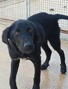 Guilio im städtischen Canile - Bad Vilbel