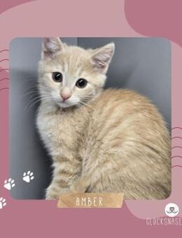 Kätzchen Amber ist neugierig auf Dich - Lalendorf