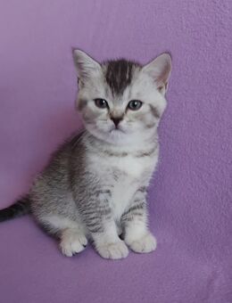 Britisch Kurzhaar Kitten - Waghäusel