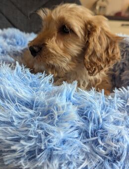 Wunderschöne Cockapoo Welpen ( Rüden) - Uplengen