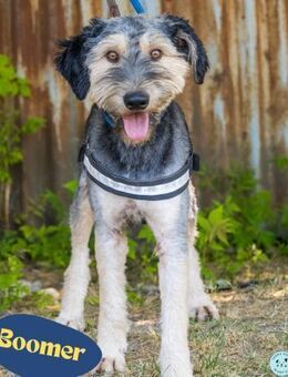 Boomer SI, lustig und verspielt - Rheine