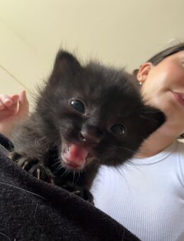 Kitten - Köln