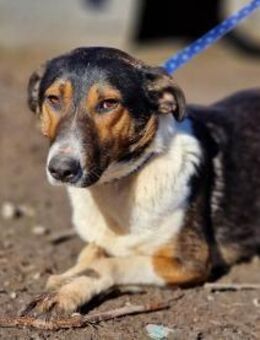 Trauriger Twix sucht das Glück - Overath