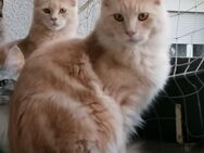 Maine Coon Kater 7 Monate alt - Berlin Spandau