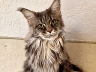 Maine Coon Katze - Liebenau (Niedersachsen)