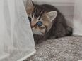 Süße Kitten sucht einen neues liebevolles Zuhause in 27283