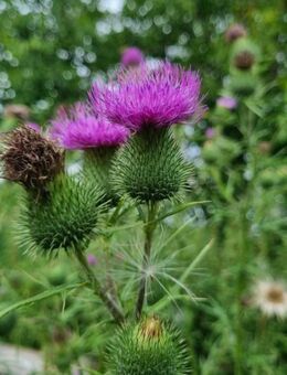 Gewöhnliche Kratzdistel (Cirsium vulgare) - Horgenzell