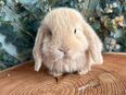 Minilop Zwergwidder Kaninchen Baby Rammler in 23879
