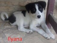 ILYANA ❤ sucht Zuhause oder Pflegestel - Langenhagen