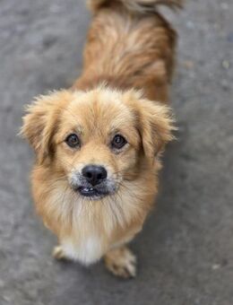 🐾 Ein Zuhause für Gigi gesucht! 🐾 (I) - Ludwigshafen (Rhein)