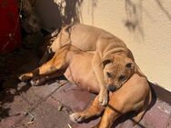 Old English Bulldogge Welpe – 5 Monate alt – in liebevolle Hände abzugeben - Rennertshofen