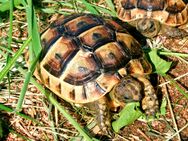 Landschildkröten, Testudo graeca ibera - Reichelsheim (Odenwald)