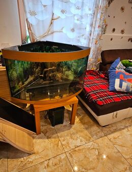 Schöne dreckig Aquarium in sehr gute Zustand! - Burbach (Nordrhein-Westfalen)