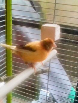 Kanarienvogel " Gloster " abzugeben - Neubukow