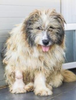 WUSCHEL sucht einfühlsames Zuhause! - München