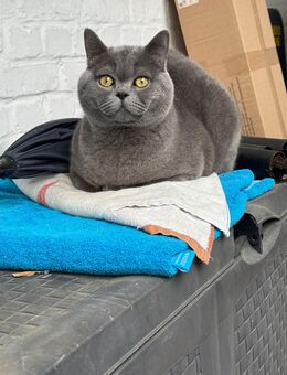 Katze bkh knapp 2 Jahre - Gelsenkirchen