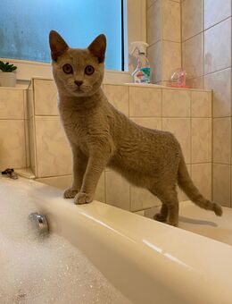 Sehr einfühlsame Bkh Katze abzugeben in liebevolle Hände - Frankfurt (Main)