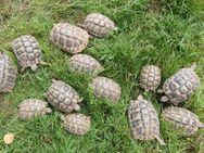 Ältere Griechische Landschildkröten-Nachzuchten abzugeben - Grebenau