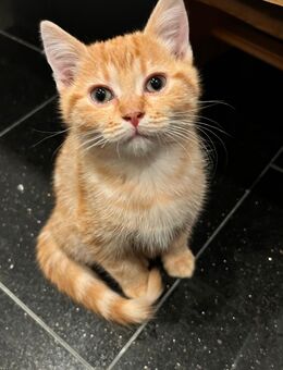 2 liebevolle BKH/EKH-Mix Kitten suchen ein schönes Zuhause - Nürtingen