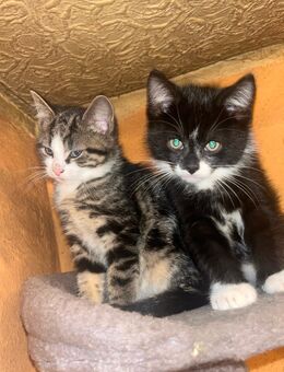 Maine-Coon-Katzen Mix In liebevolle Hände abzugeben - Burg (Spreewald)