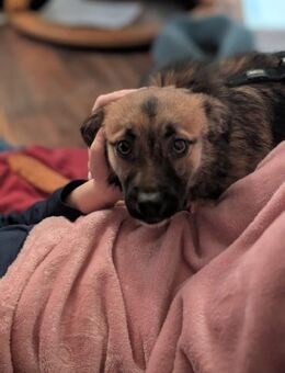 Ginger, ein junges Hundemädchen - Köln