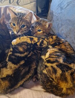 2 hübsche Bengal Mädchen zu verkaufen - Grevenbroich