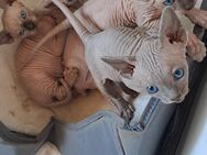2 reinrassige Canadien Kater - Bad Sassendorf