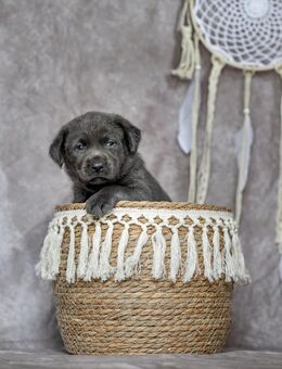 Labrador Welpen - Visselhövede