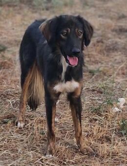 Mowgli - sucht Frieden und Sicherheit - Mettmann