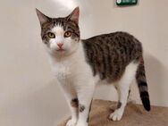 Fragles - freundlicher Kater sucht DICH! - Berlin