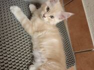 XXL Maine Coon Kitten - Reutlingen