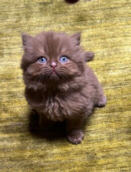 BKH Kitten - Dortmund