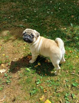 Mops welpen mit VDH Ahnentafel. - Nürnberg