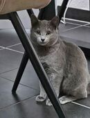 Russisch blau kitten mit Stammbaum zu verkaufen in 47137