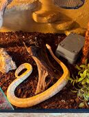 Königspython mit Terrarium in 54340