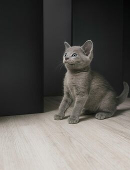 Orientalisch Kurzhaar Kitten, 13 Wochen, abholbereit – 1 Katze, 2 Kater - Neumünster