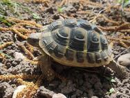 2 Griechische Landschildkröten suchen neues Zuhause - Heidelberg