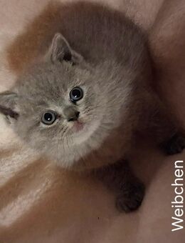 Reinrassige Bkh Mädchen - Brakel