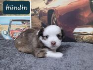 Chihuahua Malteser Mix Welpen - Wuppertal