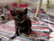 Vega - Hübsches Kitten sucht Zuhause - Bad Camberg