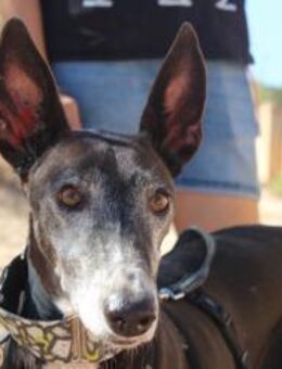 Moreno Galgo im Hoffungsschimmer - Jade