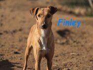 Finley aller Anfang ist schwer 05/16 ESP - Ruppertsecken