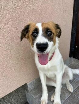 Fröhliche Manka sucht ein Körbchen - Nordwalde